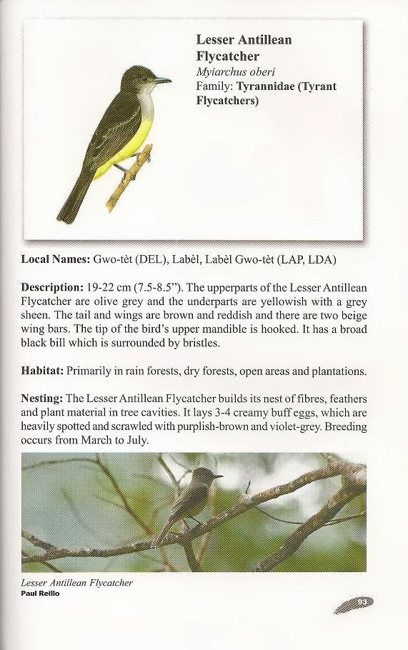 Avian Review Dominica s Birds