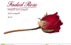 Faded Rose Time Passes Metaphor Stock Image Image Of