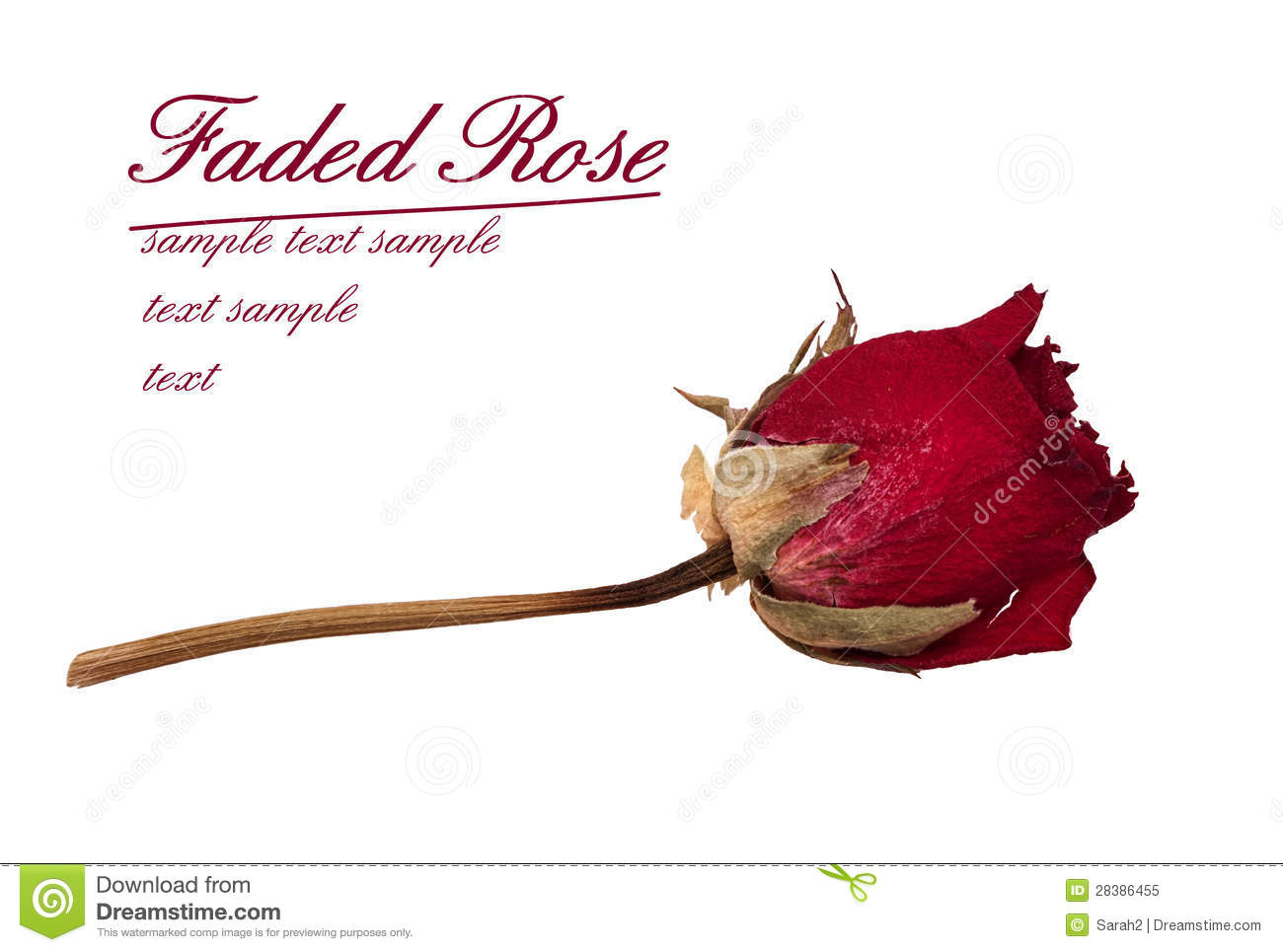 Faded Rose Time Passes Metaphor Stock Image Image Of 
