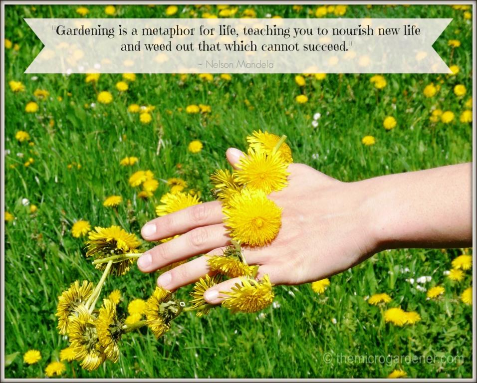 Quotes About Flowers Metaphor QuotesGram
