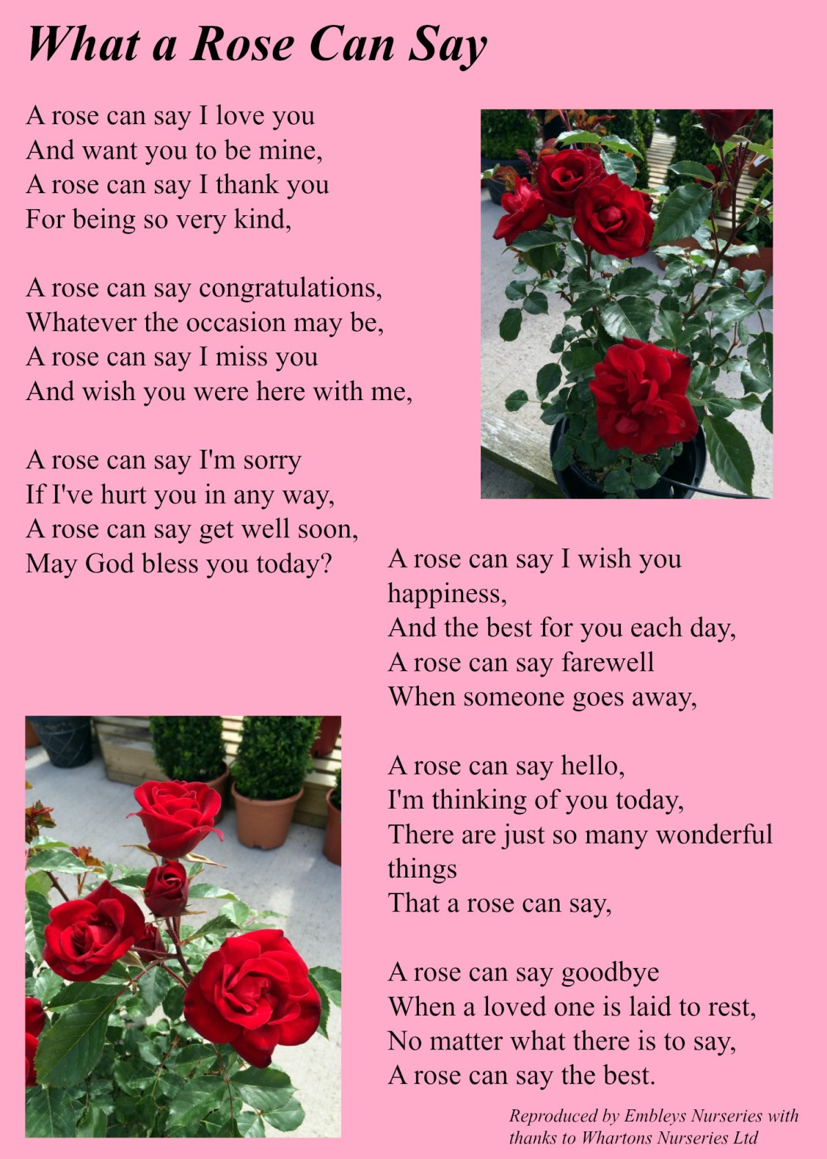  The Rose Family Poem Poetry Analysis The Rose Family 